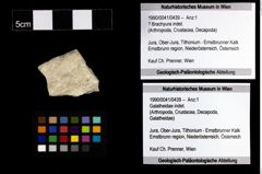 Foto (Objekt + Etiketten) von ? Brachyura indet. 